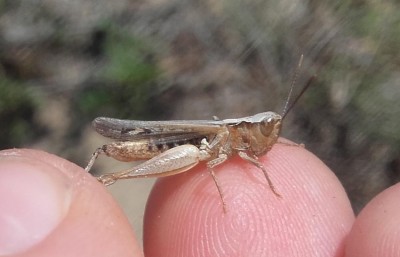 Omocestus_sp_1.jpg