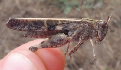 Aiolopus_strepens1.jpg