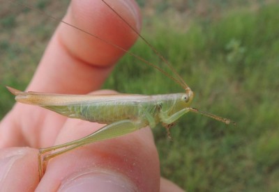 Conocephalus_sp.jpg