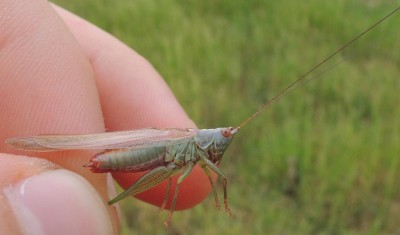 Conocephalus_sp.1.jpg