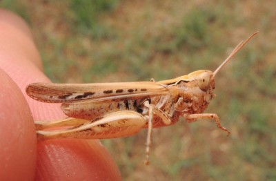 Omocestus_petraeus.jpg
