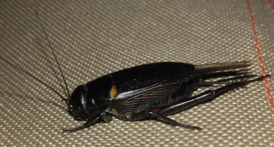 Gryllus_bimaculatus.jpg