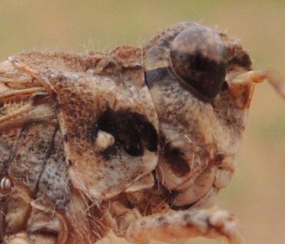 Acrotylus_sp.12.jpg