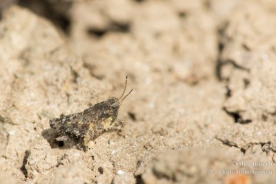 Larve  von Tetrix tenuicornis ♂