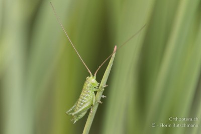 Grünes Heupferd (Tettigonia viridissima) im 1. Larvenstadium