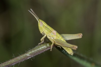 L3 von Euthystira brachyptera