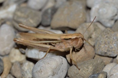 albomarginatus female1.JPG