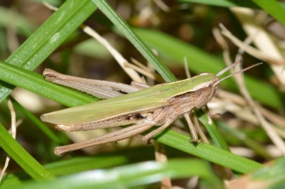 albomarginatus female2.JPG