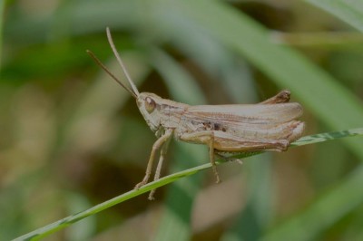 albomarginatus male.JPG