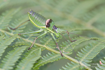 21.08.2011 - Schweiz, Tessin, Mugena<br />...es gibt da z.B. Ephippiger ephippiger vicheti..