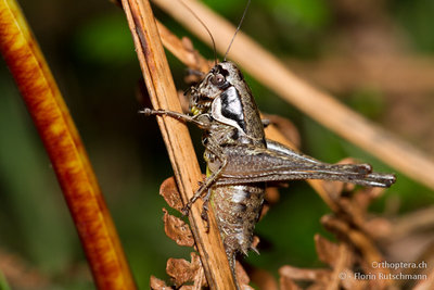 21.08.2011 - Schweiz, Tessin, Mugena<br />...Pholidoptera fallax....