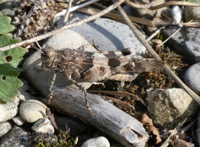 Sphingonotus caerulans_b klein.jpg