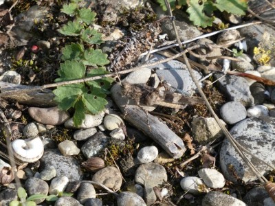 Sphingonotus caerulans klein.jpg