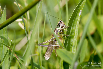 22.08.2011 - Schweiz, Tessin, Mugena<br />An den etwas feuchteren Stellen Metrioptera fedtschenkoi minor - ein maktopteres Männchen