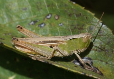 10) Berg Lakmos, Chorthippus sp.