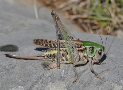 9) Berg Lakmos, Decticus verrucivorus