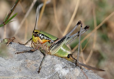 8) Berg Lakmos, Eupholidoptera megastyla