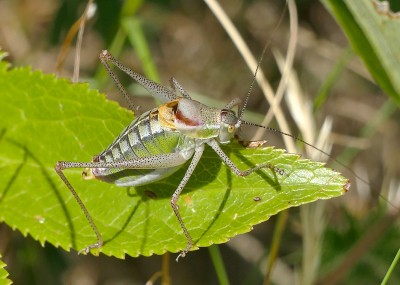 3) Berg Lakmos, Poecilimon sp.