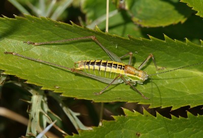 2) Berg Lakmos, Poecilimon sp.