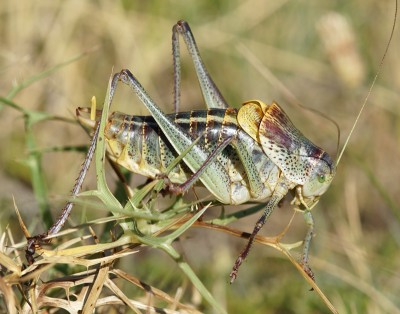 12) Berk Lakmos, Polysarcus denticauda