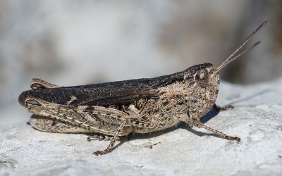 13) Berg Tymfristos,  Chorthippus sp.