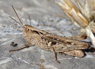 14) Berg Tymfristos,  Chorthippus sp.