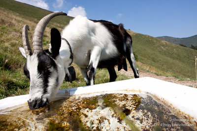 22.08.2011 - Schweiz, Tessin, Mugena<br />Bei der Hitze musste ich das Wasser mit den Ziegen teilen!