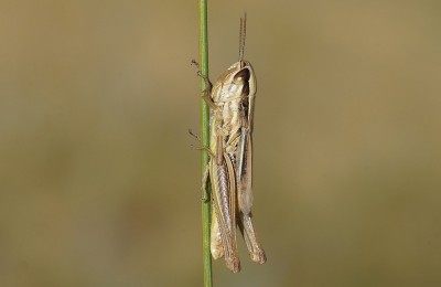 15) Berg Tymfristos, Euchorthippus declivus