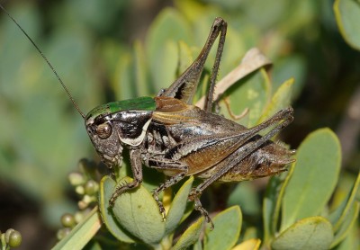 17) Berg Tymfristos, Metrioptera sp.