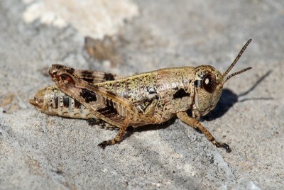 18) Berg Tymfristos, Oropodisma tymphrestosi