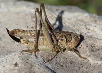 19) Berg Tymfristos, Platycleis sp.