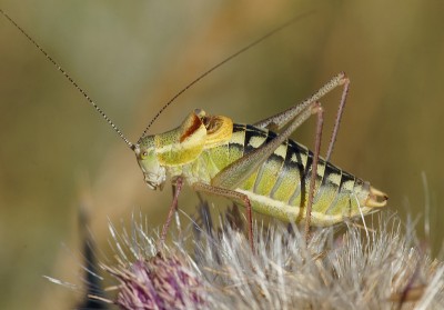 20) Berg Tymfristos, Poecilimon veluchianus