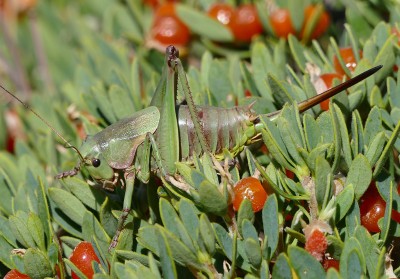 22) Berg Tymfristos, Psorodonotus fieberi