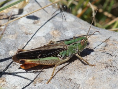 24) Berg Tymfristos, Stenobothrus rubicundulus