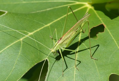 26) Karpenisi, Acrometopa sp.