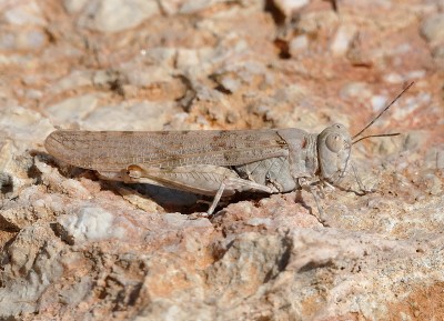 28) Inselchen Pori, Sphingonotus sp.