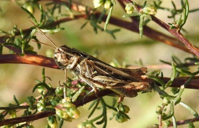 Chorthippus mollis