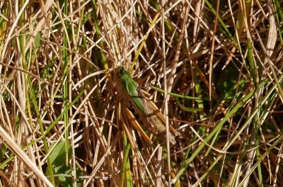 Omocestus viridulus Bunter Grashüpfer.jpg