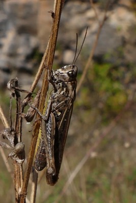 Chorthippus biguttulus-Gruppe