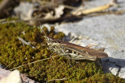 Chorthippus biguttulus-Gruppe