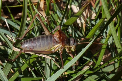 Ephippiger persicarius