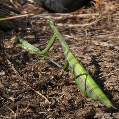 Mantis religiosa