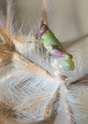 schrecklarva---Copy.jpg