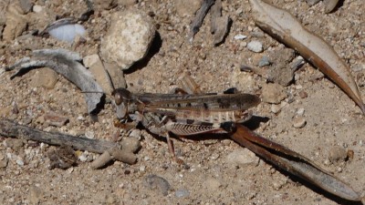 Wanderung zu den  7 Quellen-Charaki 23.05.2017    (26) zur Bestimmung.jpg