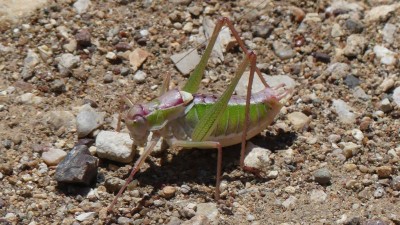 Wanderung zu den  7 Quellen-Charaki 23.05.2017    (119) zur Bestimmung.jpg