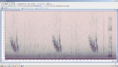 Spectrogramm 14.06.2017 Rabenkrähe