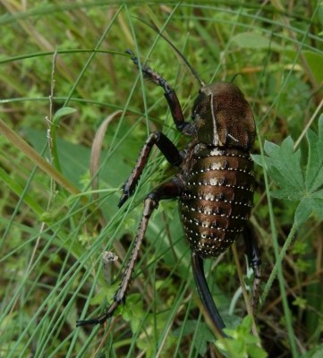 2017-05-10 Mäcing. Bradiporus 161.JPG