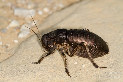 Bradyporus dasypus ♂