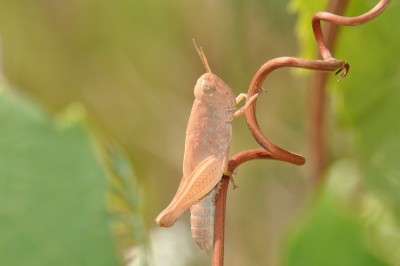 Aiolopus strepens?