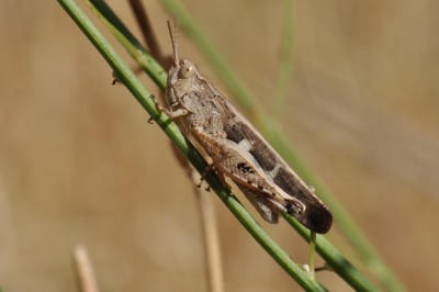 Aiolopus strepens bearb 2017-07-30_1.JPG